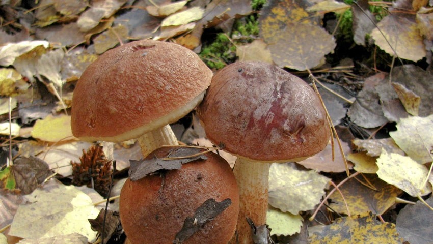 Съедобные и ядовитые грибы Самарской области