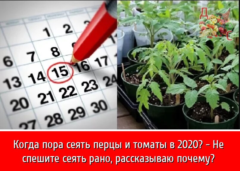 Пикировка помидор в марте 2021 года по лунному календарю