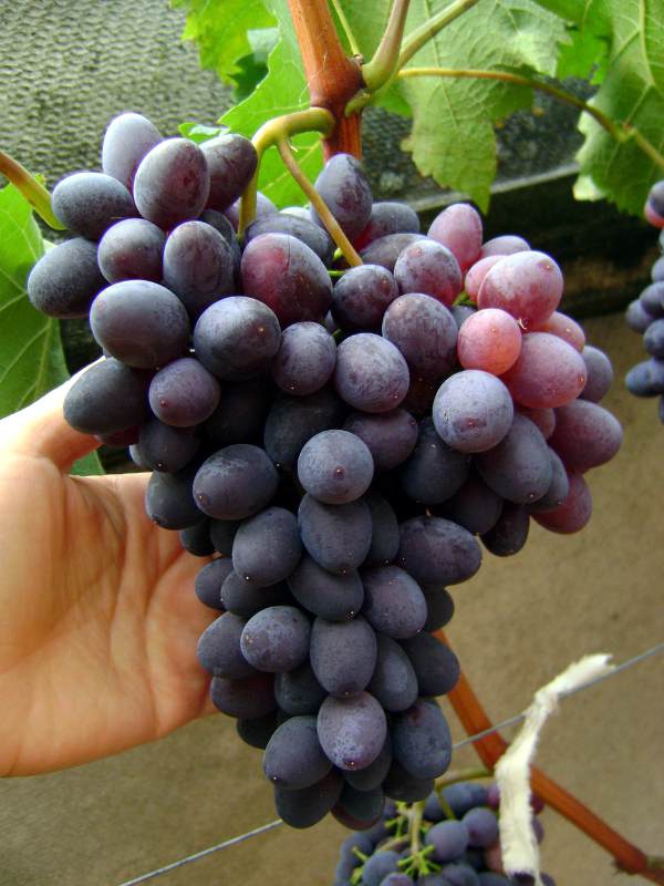 Сорт винограда кишмиш «юпитер»: описание и отзывы, много фото