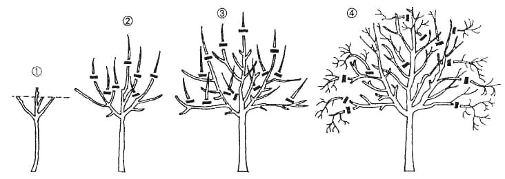 Схема обрезки плодовых деревьев весной: правила и рекомендации