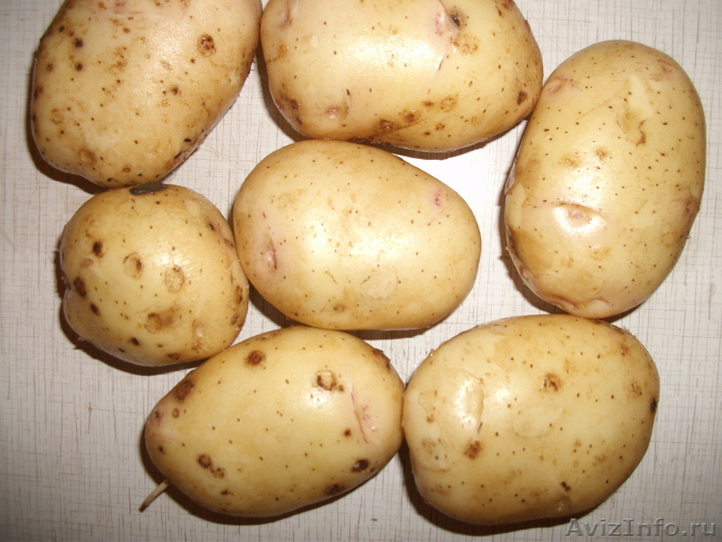 Картофель "невский": описание и характеристика сорта, фото, отзывы