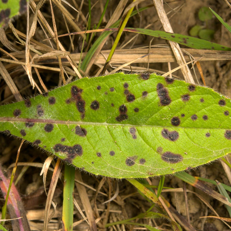 Какие бывают болезни и вредители у физалиса, почему желтеет листья растение и их лечение