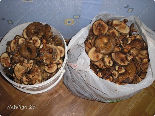 Заготовка грибов на зиму - рецепты