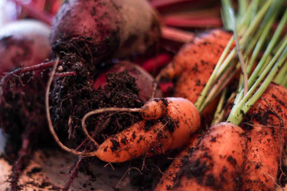Когда убирать морковь с грядки на хранение в 2020 году: сроки, как хранить