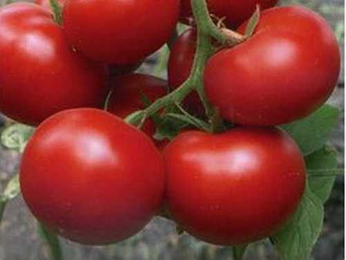 Семена томат игранда f1: описание сорта, фото. купить с доставкой или почтой россии.