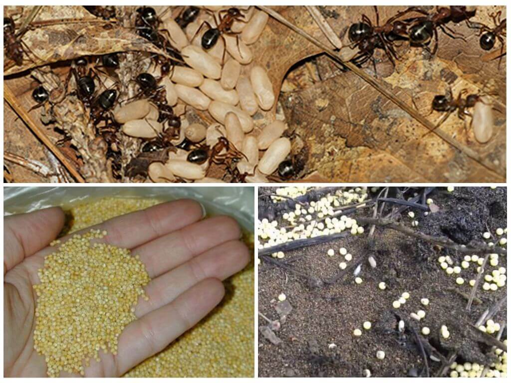 Как бороться с муравьями на грядке с огурцами