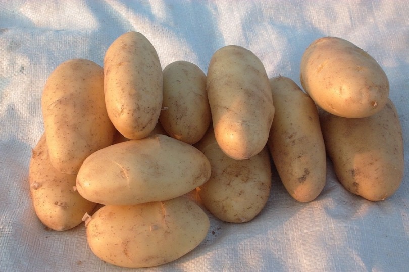 Лучшие сорта картофеля: описание и характеристики