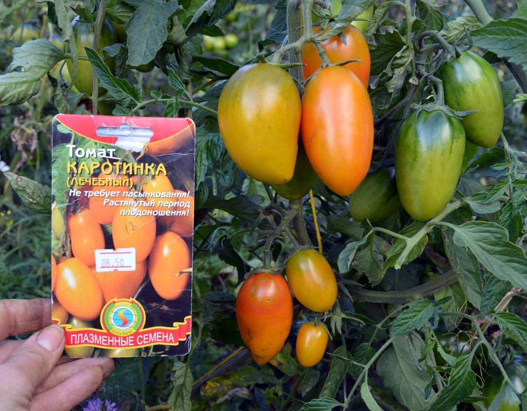 Как посадить и вырастить томат «дамский угодник»