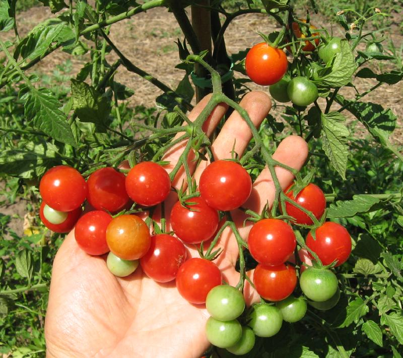 Фото, видео, отзывы, описание, характеристика, урожайность сорта томата «киш миш красный f1».