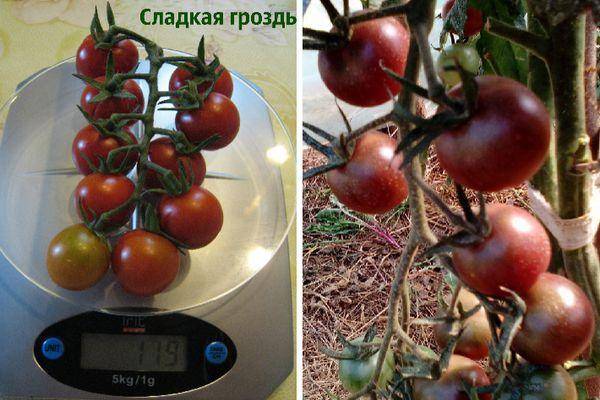 Томат "красная гроздь": описание сорта, фото и основные характеристики русский фермер