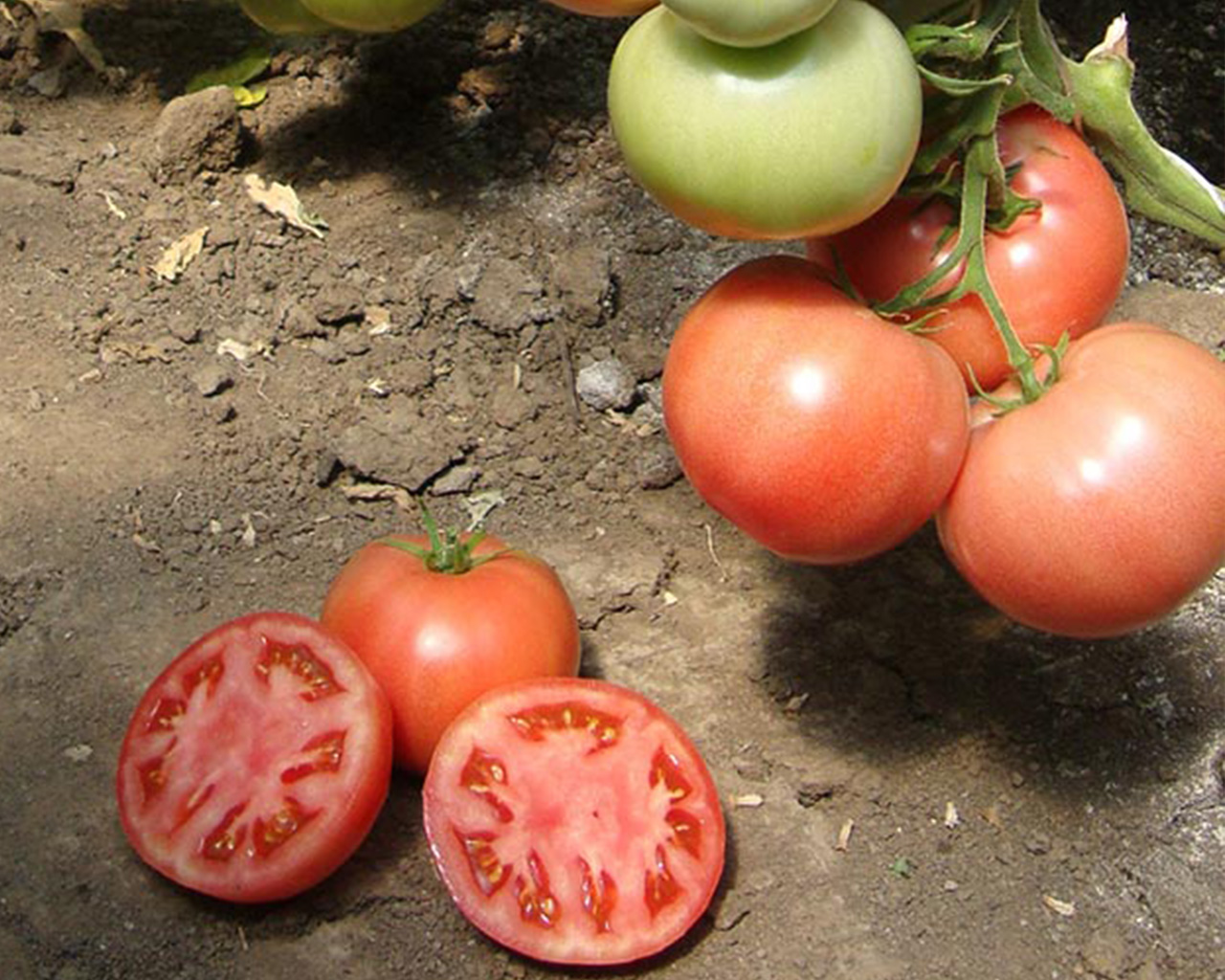 Высокая урожайность и устойчивость к вредителям и болезням: помидоры пинк буш
