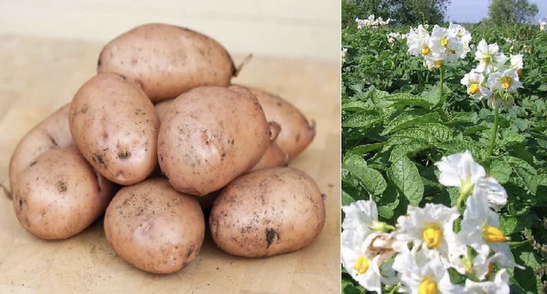 Высокоурожайный, среднеспелый сорт картофеля с мощной корневой системой «янка»