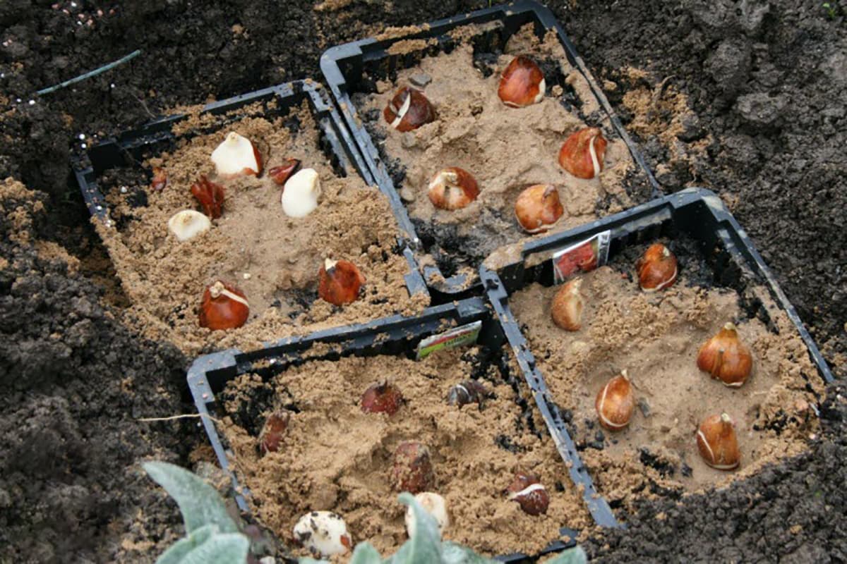 Правильная посадка тюльпанов дома в горшки или корзины для луковичных