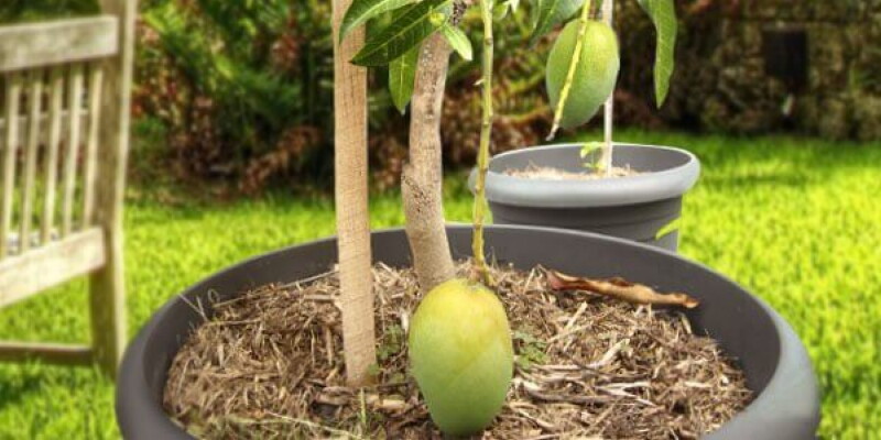 Как вырастить деревце манго из косточки в домашних условиях