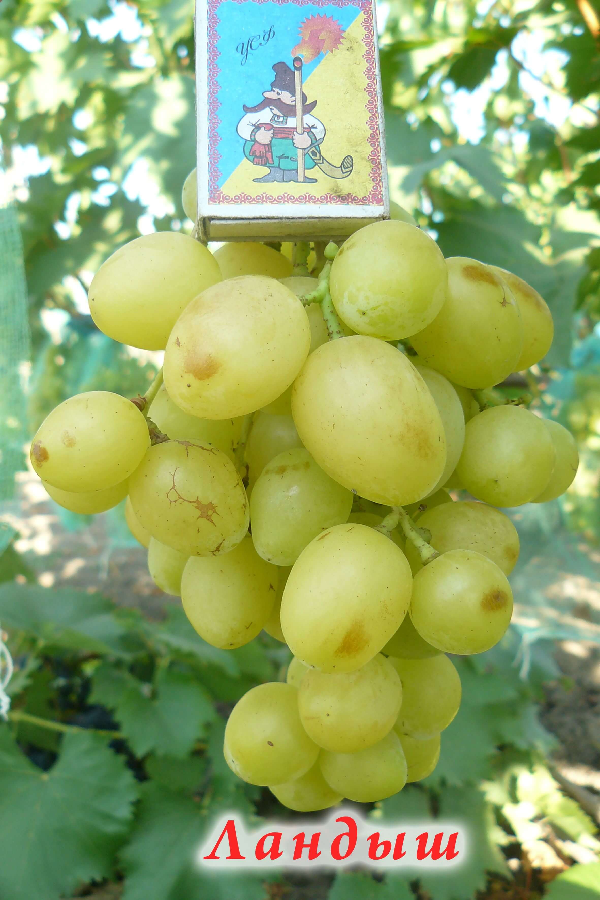 Сорт винограда ландыш фото