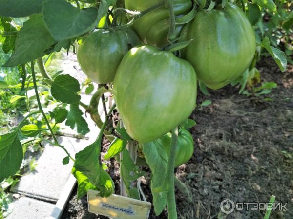 Томат "золотые купола": описание сорта, характеристики помидоров, фото русский фермер