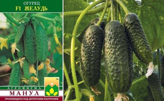 Огурец трилоджи f1: описание, отзывы о сорте, секреты агротехники для получения богатого урожая