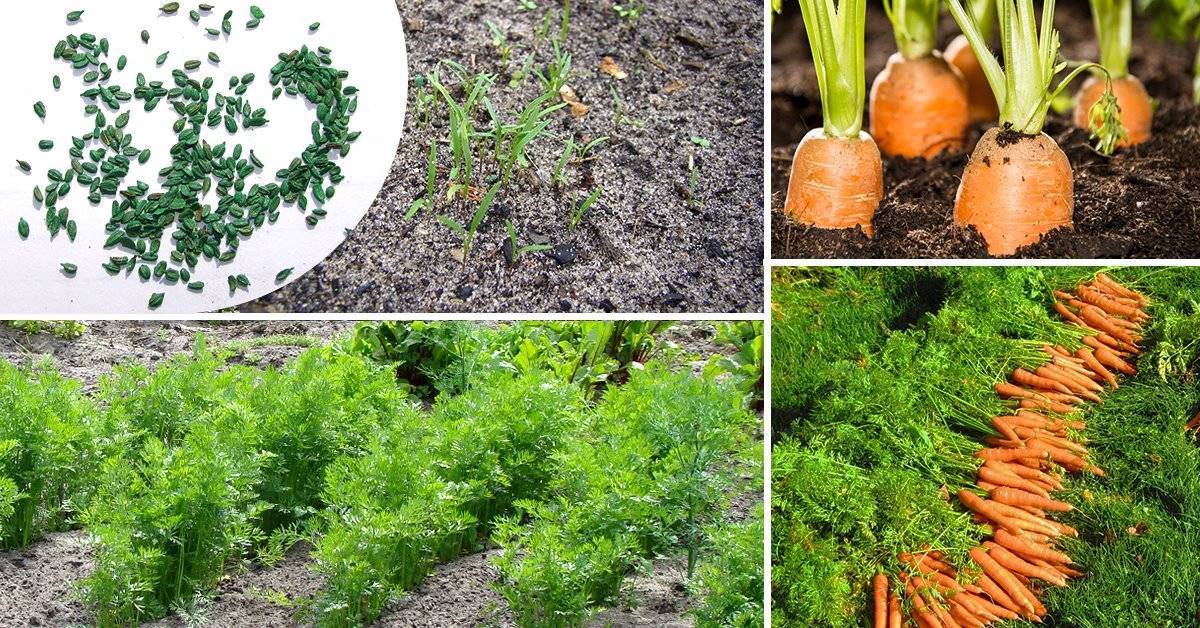 Полив моркови: как часто и чем
