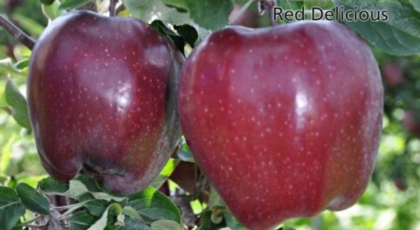 Описание сорта яблони ред чиф: фото яблок, важные характеристики, урожайность с дерева