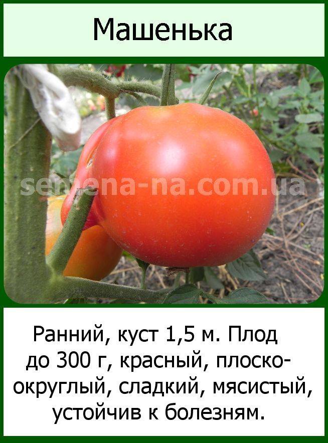 Ранний сорт томатов большая мамочка