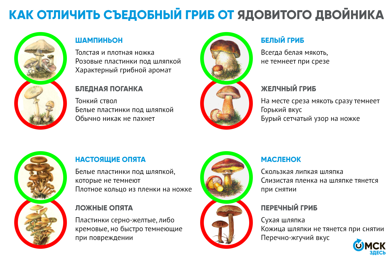 Сбор грибов: сроки в россии, украине, правила сбора, как и где искать грибы в лесу, ядовитые, зимние виды, правила первичной обработки