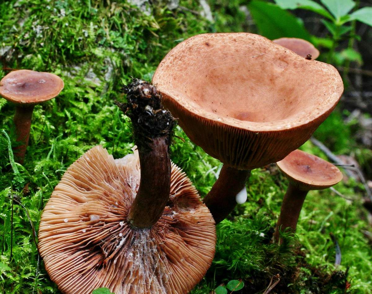 Млечники — идеальные грибы для засола и маринования