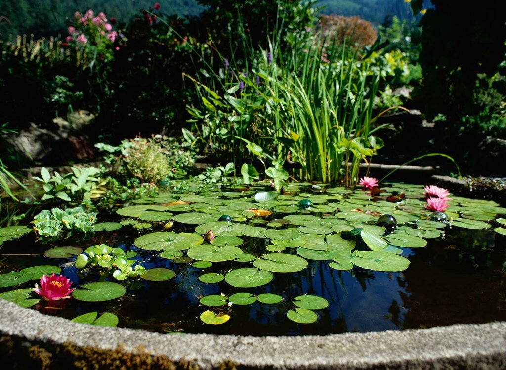 10 лучших водных растений для декоративного пруда