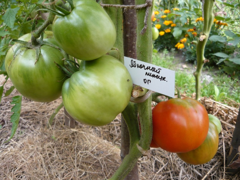 ᐉ томат "яблочный спас": характеристика и описание сорта, рекомендации по уходу и выращиванию помидор - orensad198.ru