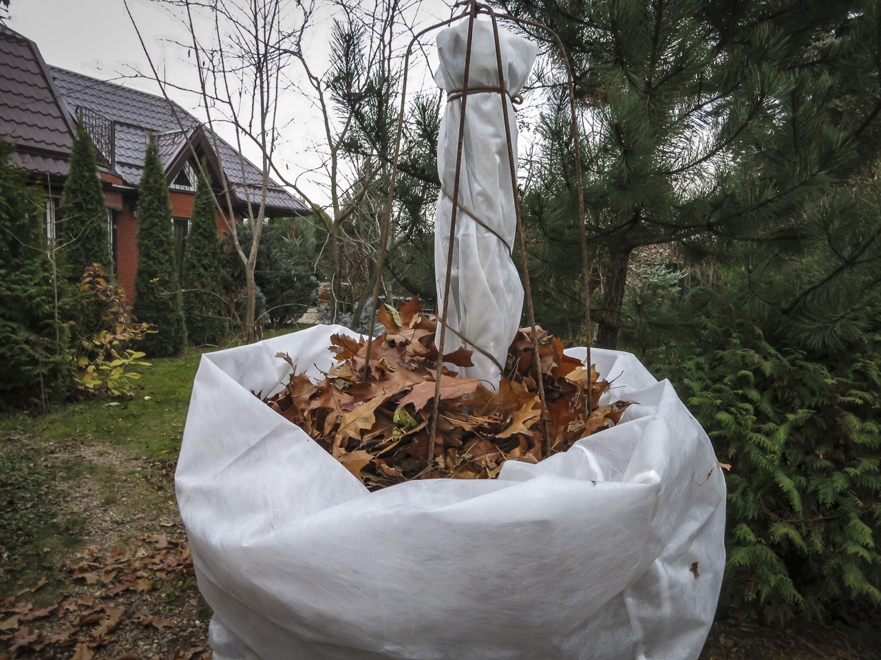 Укрытие яблонь на зиму в сибири: как и чем утеплить, фото