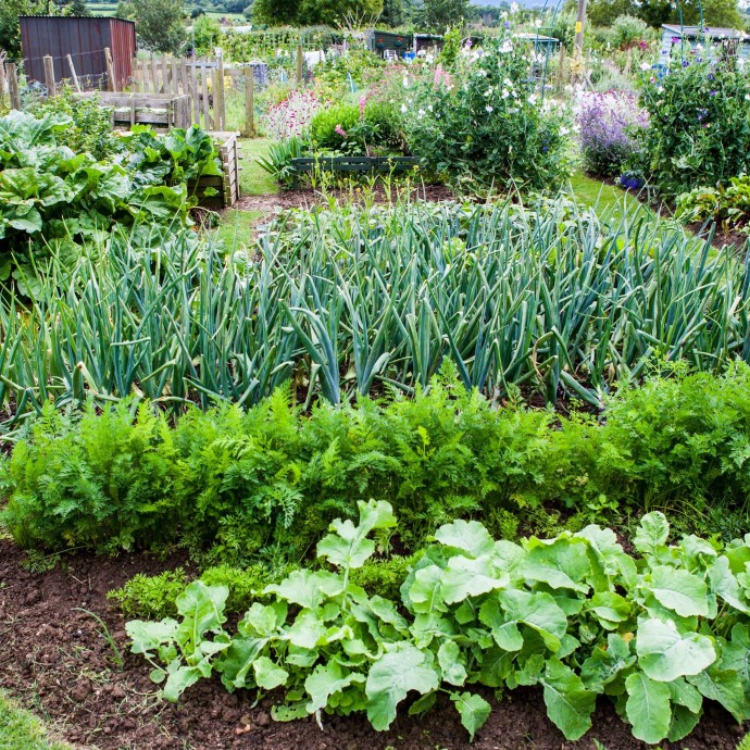 Совместное выращивание лука и укропа: можно ли вместе сажать культуры дома и на одном огороде? полезные советы