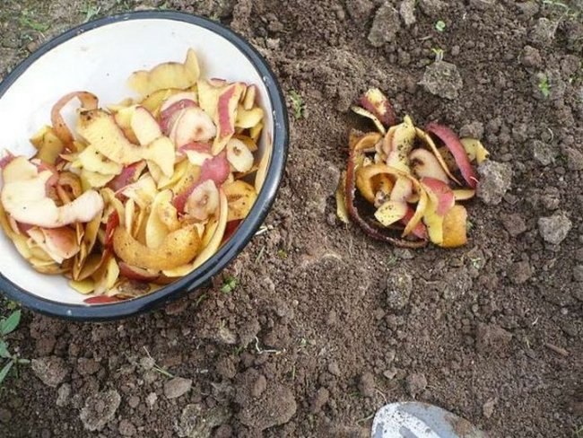 Практика использования картофельных очисток в компосте и для подкормки растений