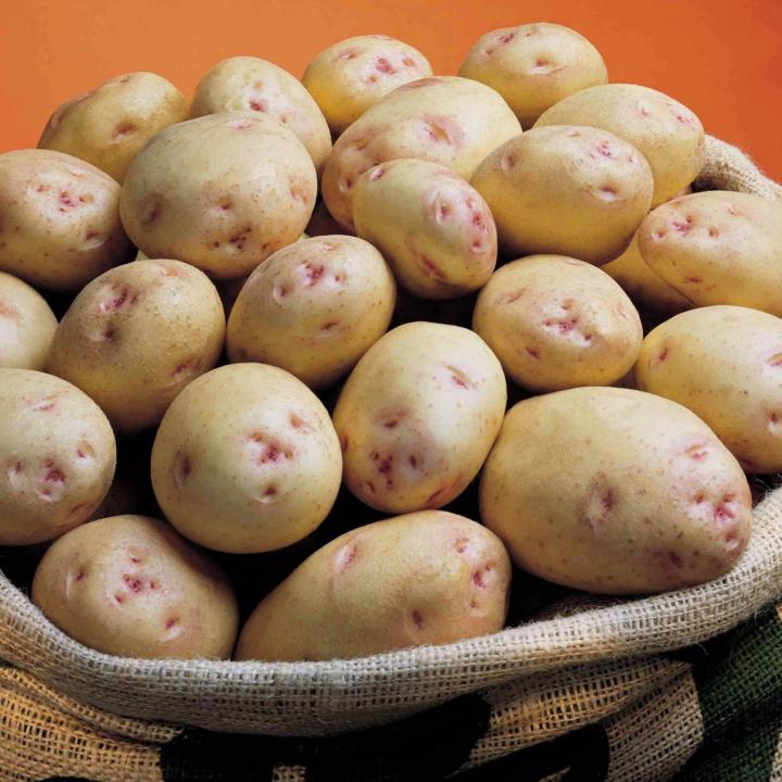 ᐉ сорт картофеля аврора – описание и фото - roza-zanoza.ru