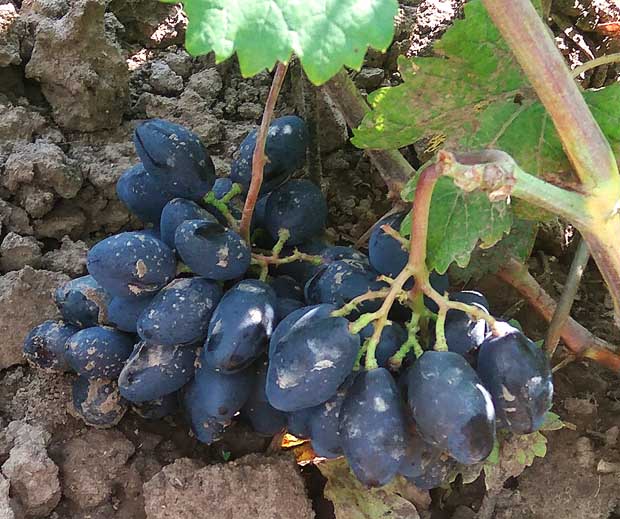 Выращивание винограда ромбик
