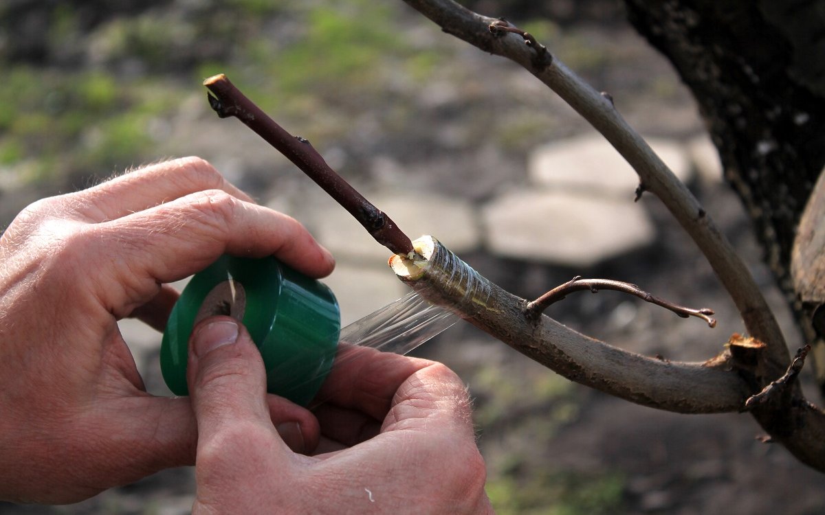 Прививка яблони весной для начинающих, пошаговая инструкция, а также обзор способов окулировки