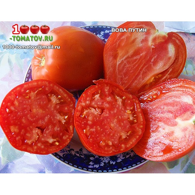 Описание сорта томата вова путин и его характеристики - всё про сады
