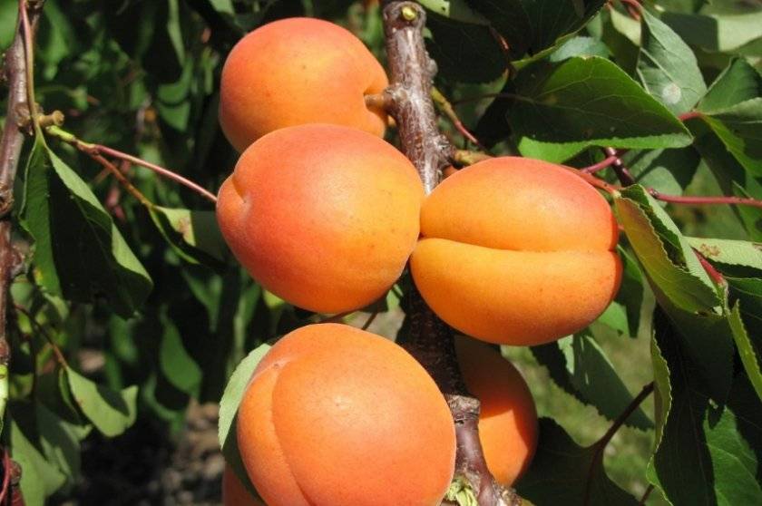 Сорта персика для средней полосы россии: правила выбора и выращивания