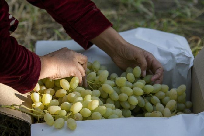 Виноград элегант: характеристика и описание сорта, выращивание и уход