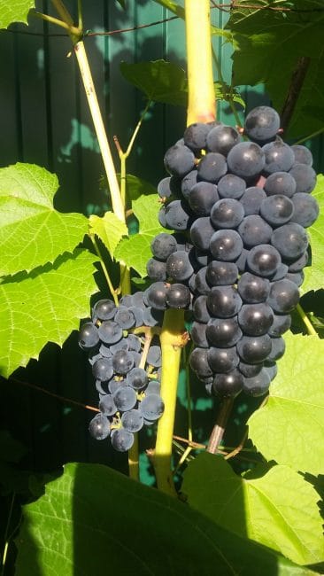 Виноград вэлиант: описание и характеристики сорта, выращивание и хранение с фото
