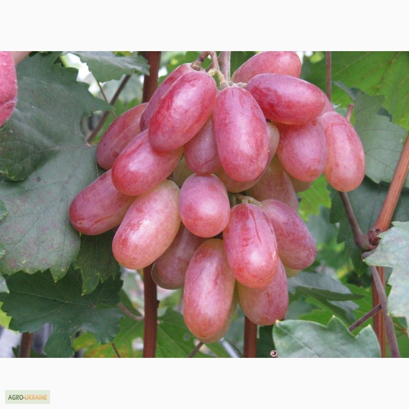 Описание сорта винограда потомок ризамата