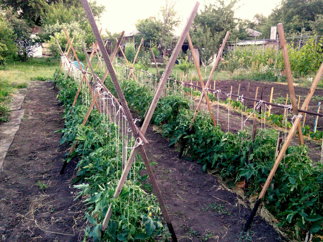 Как подвязать помидоры - 120 фото грамотного выращивания помидор в теплицах