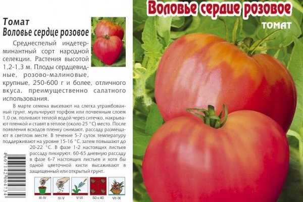 Характеристика и описание сорта томата воловьи уши, его урожайность