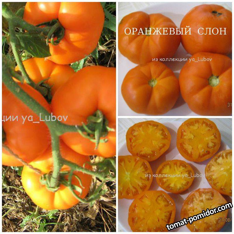 Характеристика и описание сорта томата оранжевый слон, его урожайность