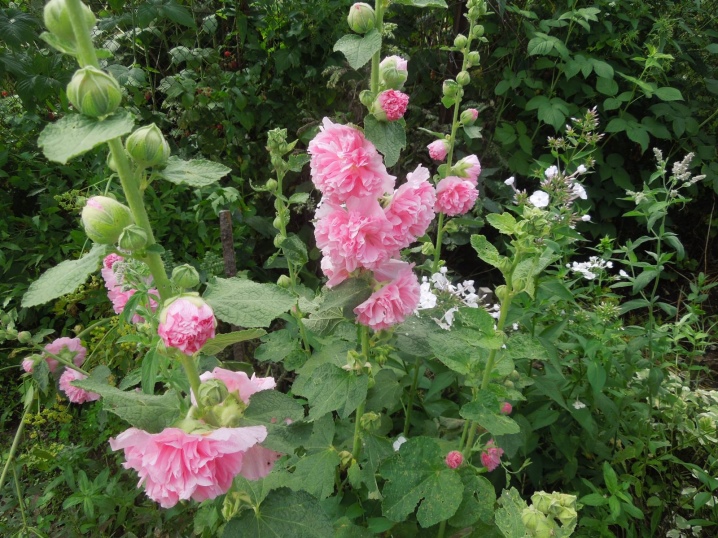 Выращивание шток-розы из семян, когда сажать и как добиться цветения - огород, сад, балкон - медиаплатформа миртесен