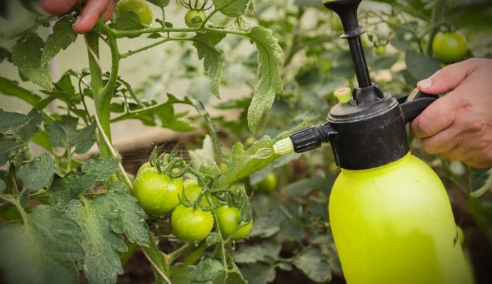 Подкормка помидор дрожжами в теплице: метод от бабушки