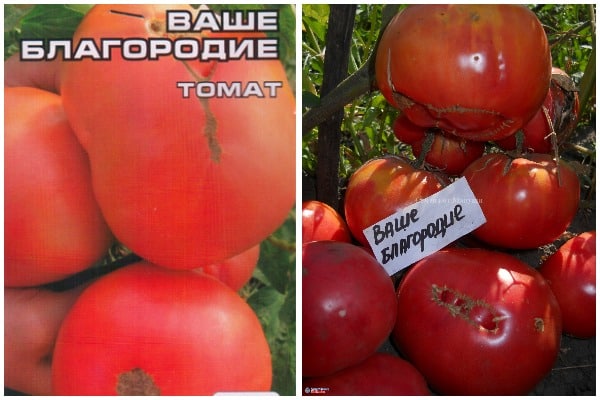 Томат благовест: отзывы, фото, урожайность, описание и характеристика | tomatland.ru