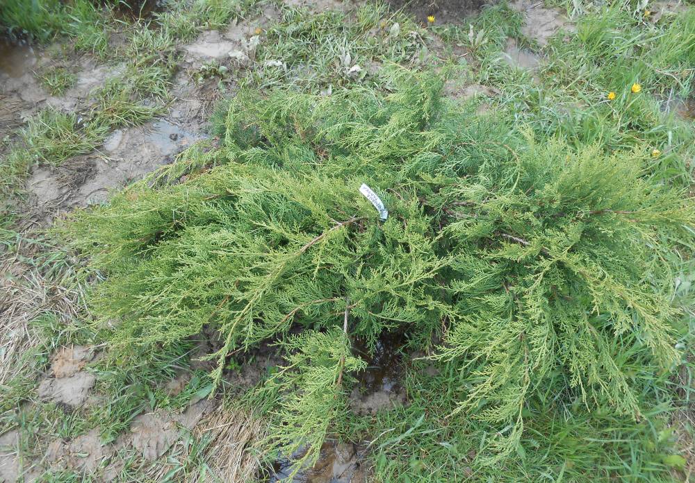 Можжевельник средний пфитцериана ауреа (juniperus chinensis (media) pfitzeriana aurea)