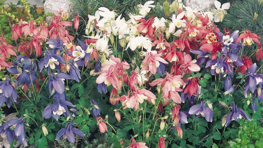 Цветы многолетние аквилегия: особенности, виды и сорта