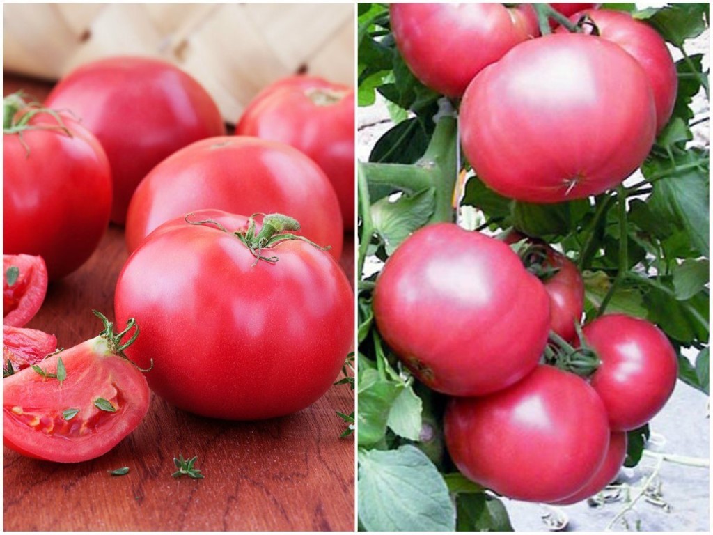 Вредители томатов - 135 фото основных вредителей и обработка томатов