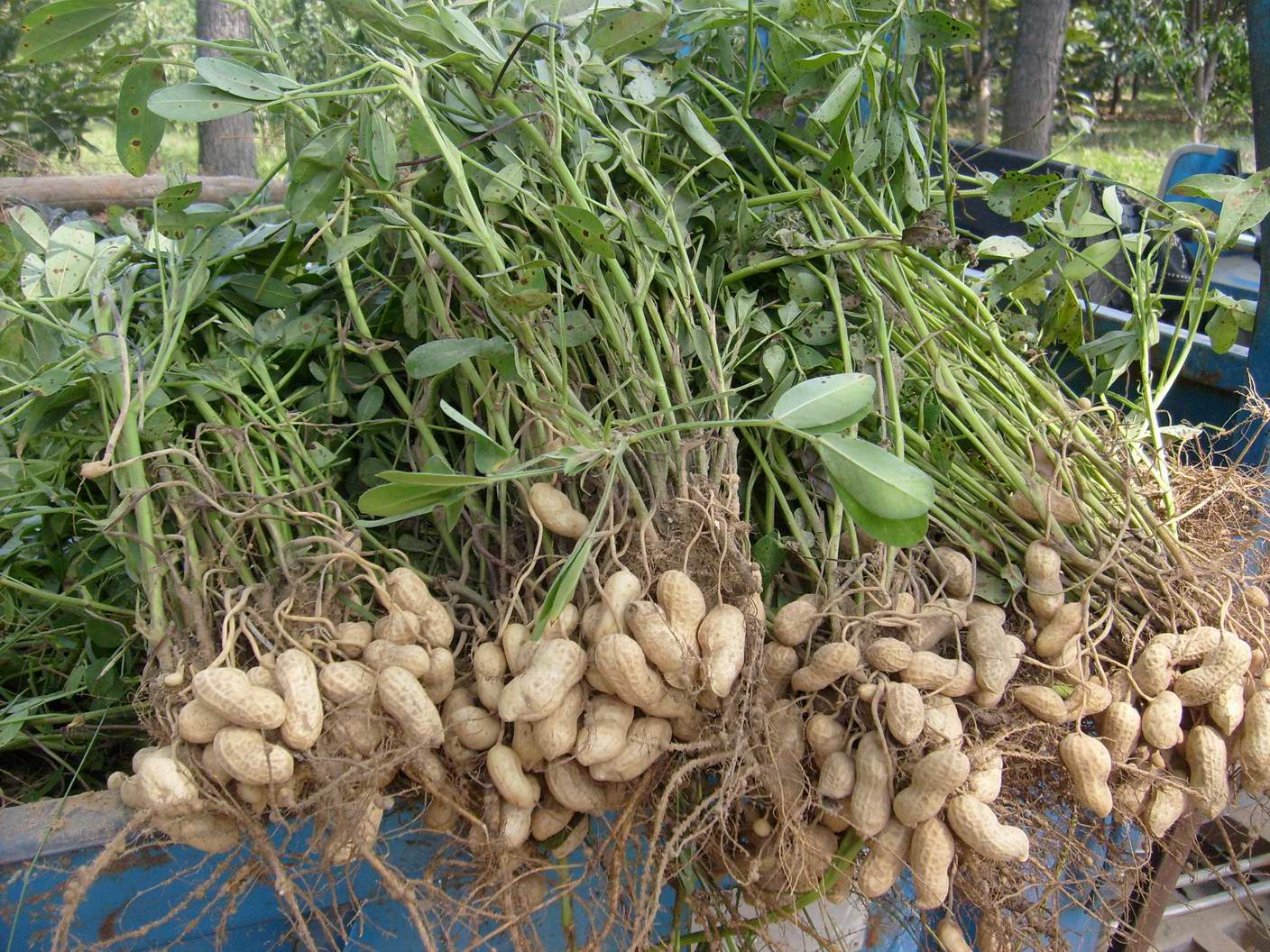 Рекомендации огородникам, как вырастить хороший урожай арахиса