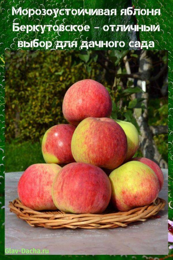 Яблоня «беркутовское»: описание сорта, фото и отзывы